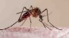 Hillsborough anuncia fumigación aérea contra mosquitos este viernes 7 de junio