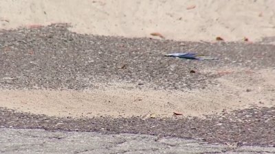 Aumento de impuesto para mejorar vías en Tampa