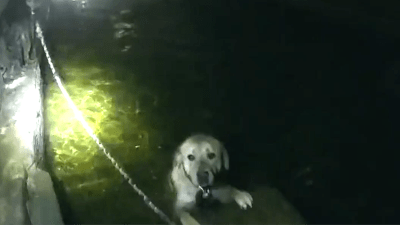 Video: perro se niega a abandonar a su “amigo” tras quedar atrapados en túnel