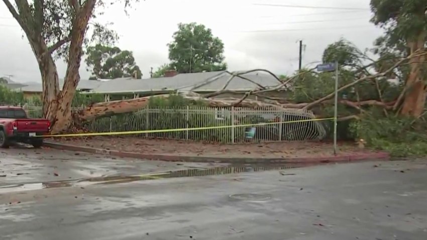 A fallen tree is pictured in Sun Valley Monday Aug. 21, 2023.