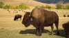 Vaqueros y vaqueras de Dakota del Sur arrean manada de más de 1,500 bisontes