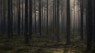 La niña fue hallada sana y salva en un bosque en Michigan (foto de archivo).