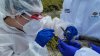 Mucho ojo: detectan muestras de gripe aviar en aguas residuales