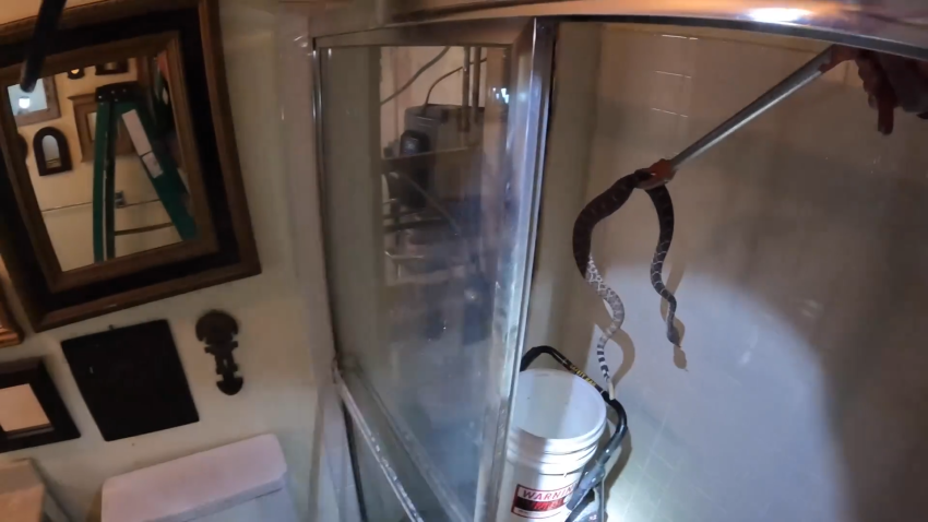 Snake wrangler removes snake from bathroom wall