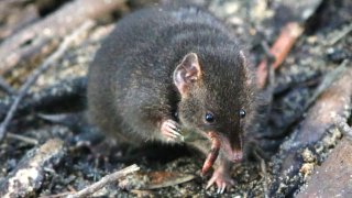 El marsupial que sacrifica horas de sueño por sexo y muere tras la época de apareamiento
