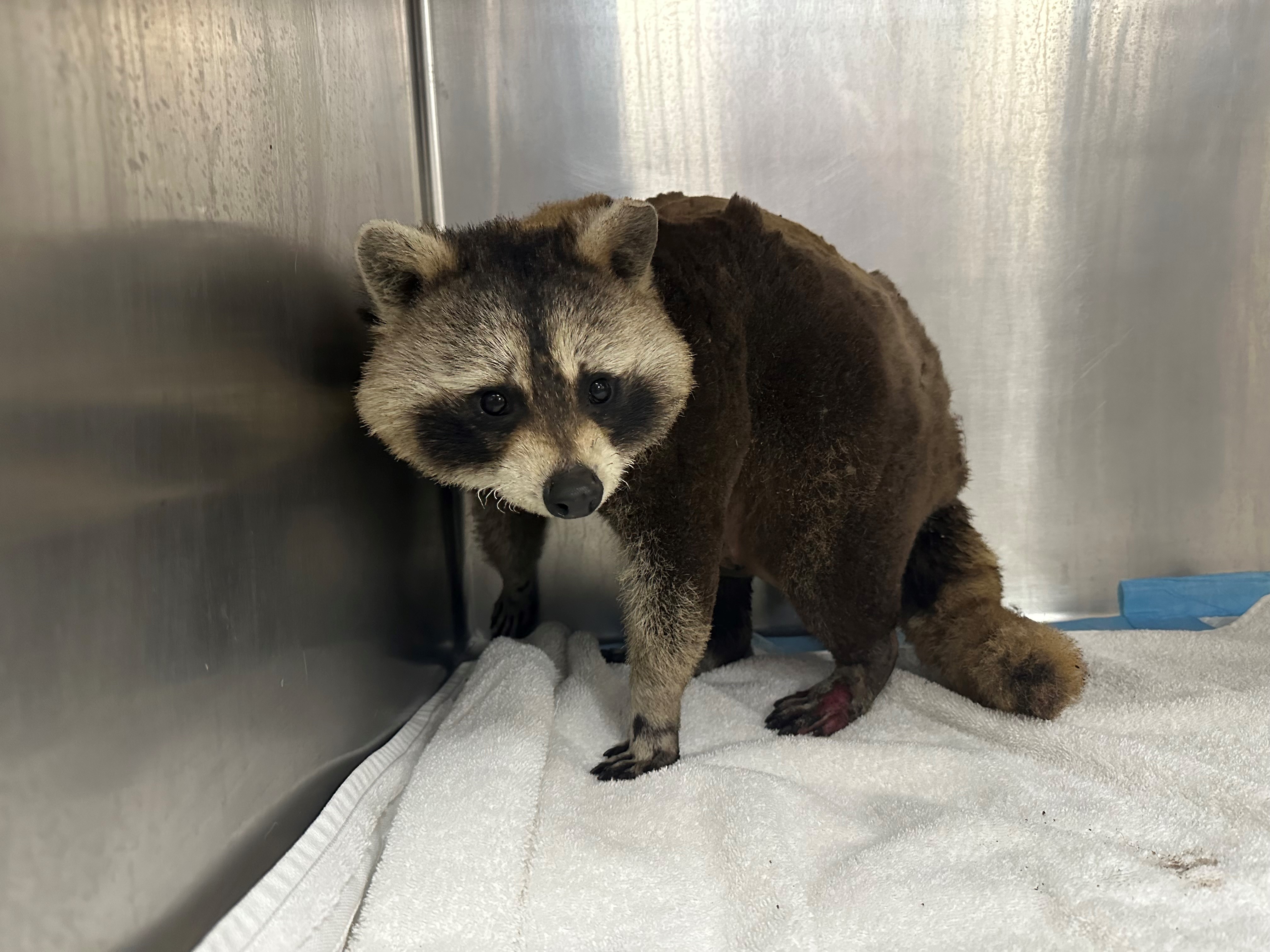 A raccoon that was burned over the weekend in Quincy, Massachusetts, at a local animal shelter.