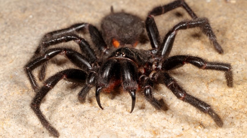 Highly venomous Sydney Funnel Web Spider