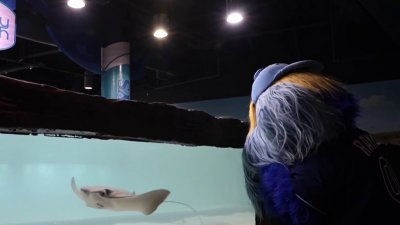 Rays y Florida Aquarium presentan nueva exhibición en Tampa