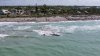 Levantan alerta de seguridad de “No nadar” en playas de Sarasota tras muerte de ballena