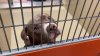 Refugio de animales de Hillsborough hace un llamado para la adopción de perros