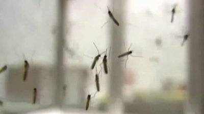 Control de población de mosquitos para prevenir enfermedades en Sarasota