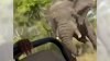 Video: elefante enfurecido mata a una turista estadounidense durante safari