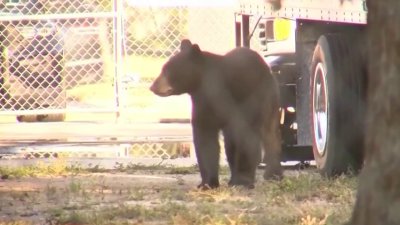 Un oso negro fue capturado en las calles de Fort Myers