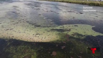 Floración de microalgas crea preocupación en playas de Manatee