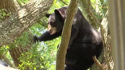 Oso descansa en árbol de comunidad en Tampa