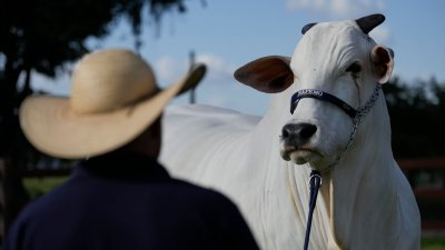 Valorada en $4 millones: conoce a la vaca más cara del mundo