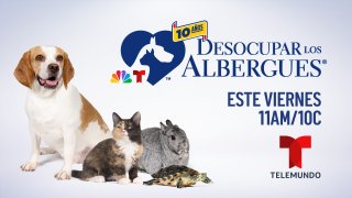 "Desocupar Los Albergues" el viernes, 16 de agosto por Telemundo.