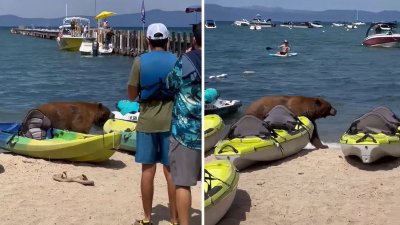 Captado en video queda encuentro de oso con bañistas en playa de South Lake Tahoe