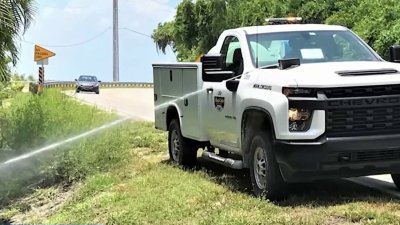 Alertan sobre inminente aumento de mosquitos tras el huracán Helene