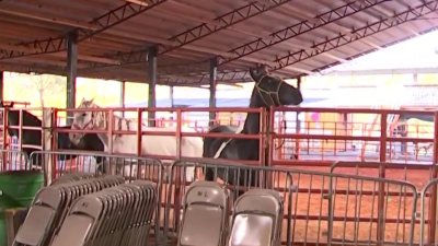 Espectáculo equino en honor a la Virgen de Guadalupe en Plant City