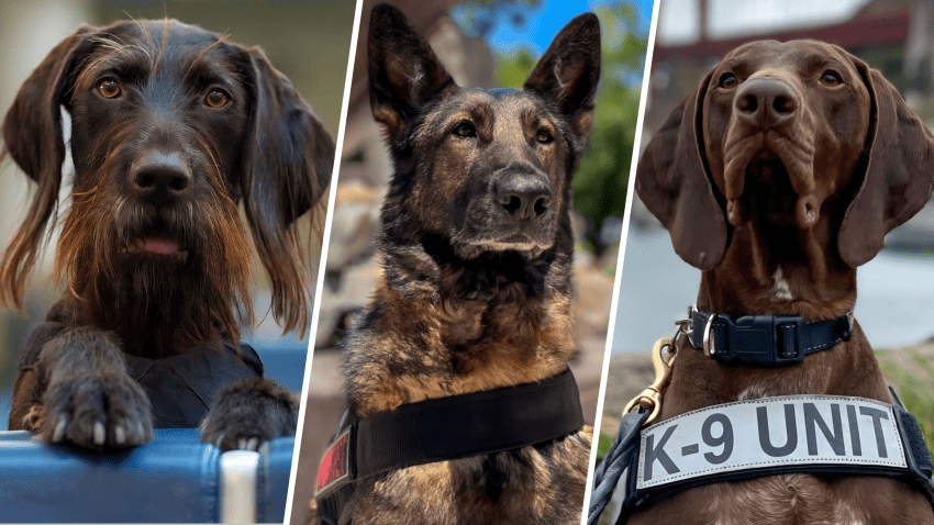 Dodo, Arina, y Barni son caninos que trabajan en aeropuertos de todo Estados Unidos para TSA.