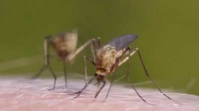 Control de Mosquitos de Lee recolectará neumáticos para evitar propagación