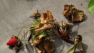 Perdidas en la agricultura debido a intensas lluvias y bajas temperaturas