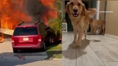 Familia boricua, pierde todo en voraz incendio, su adorada mascota fue víctima de este siniestro