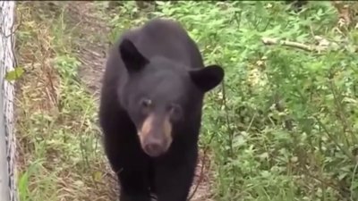 Tres osos son abatidos tras ataque mortal en Collier