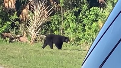 Ambientalistas rechazan la caza de osos tras el ataque mortal en Collier