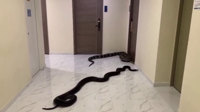 En video: serpientes se arrastran por los pasillos de un edificio en Tailandia