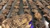 Sapos venenosos invaden patios en Florida y amenazan a mascotas