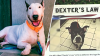 DeSantis firma dos leyes de protección a animales: Ley Trooper y Ley Dexter