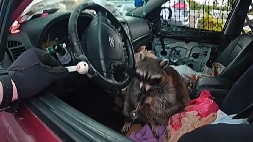 Raccoon holding meth pipe