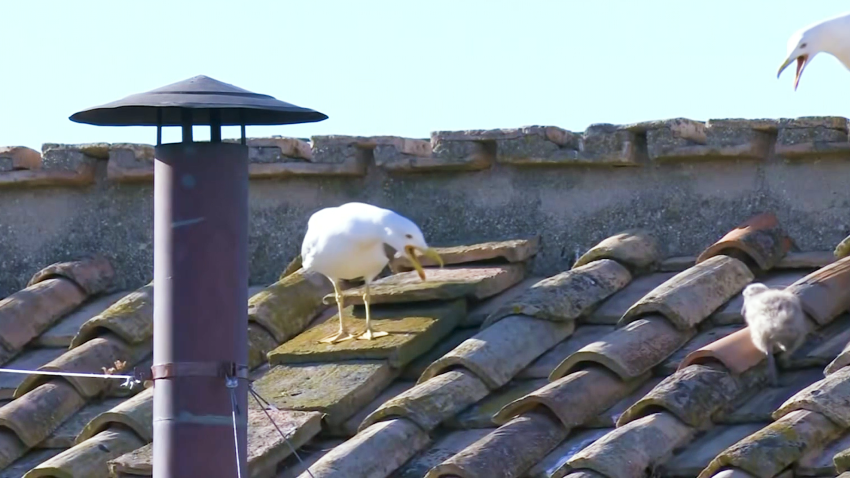Una gaviota aparece en la chimenea de la Capilla Sixtina minutos antes del anuncio del nuevo Papa