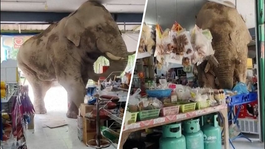 Elephant inside a store in Thailand