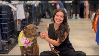 Cientos de perritos tienen un nuevo hogar gracias a jornada de adopción en Plant City