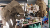 En video: elefante hambriento causa estragos en supermercado buscando comida