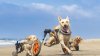 Una vez maltratados y abandonados, estos perros discapacitados ahora brindan inspiración y alegría
