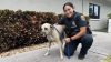 A punto de morir: rescatan a un perro en incendio en Clearwater