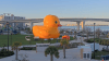 “Mamá Duck”, el pato de goma más grande del mundo llegó a Clearwater