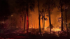 Bomberos luchan contra incendio forestal en Hernando Beach