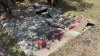 Investigan vandalismo en cementerio de Palmetto ofrecen recompensa por responsables