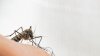 Condado Pasco declara el estado de emergencia por dengue: lo que debes saber